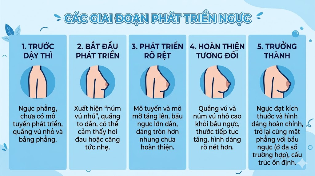 ảnh mô tả Các giai đoạn phát triển ngực trong tuổi dậy thì
