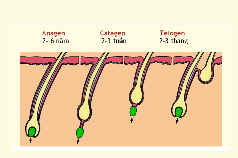 Sợi lông trên cơ thể con người không mọc liên tục mà tuân theo một chu kỳ sinh trưởng tự nhiên