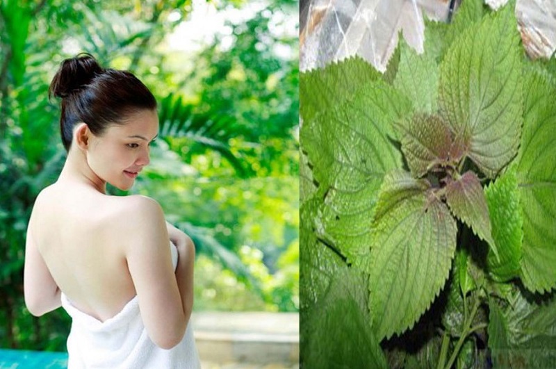 Tắm trắng toàn thân bằng lá tía tô giúp cải thiện màu da 