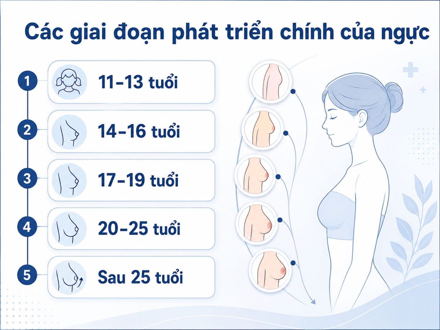 Sự phát triển của ngực thường diễn ra theo từng giai đoạn, bắt đầu rõ hơn ở tuổi dậy thì và dần ổn định khi trưởng thành. Sau 25 tuổi, kích thước và hình dáng ngực vẫn có thể thay đổi do cân nặng, nội tiết, mang thai hoặc lối sống.