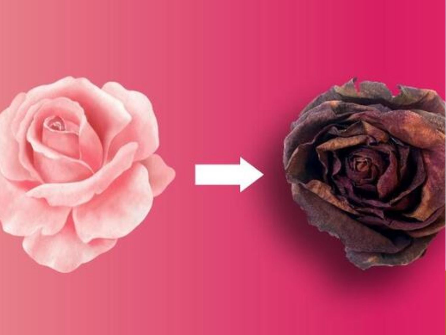Tình trạng sẫm màu ở vùng nhũ hoa xuất phát từ việc gia tăng sắc tố Melanin dưới da như thay đổi nội tiết...