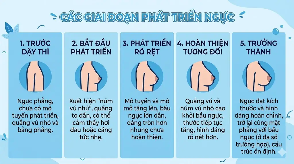 ảnh mô tả Các giai đoạn phát triển ngực trong tuổi dậy thì