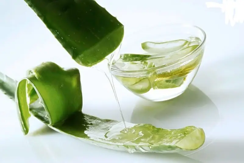 Gel nha đam có thể giảm thiểu nguy cơ hình thành sẹo