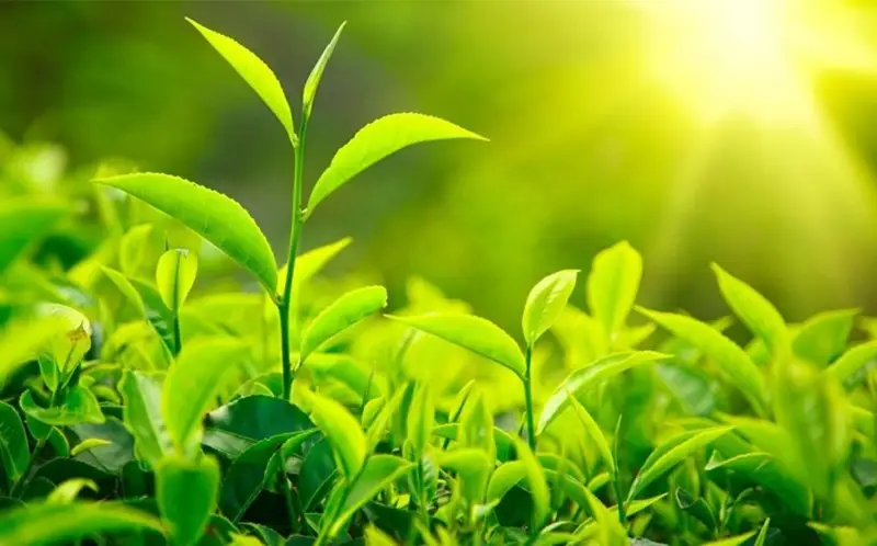 Trà xanh có thể giúp giảm thiểu tiết mồ hôi nách