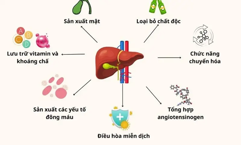 Chức năng trong cơ thể hoạt động chậm lại khi tuổi tác tăng