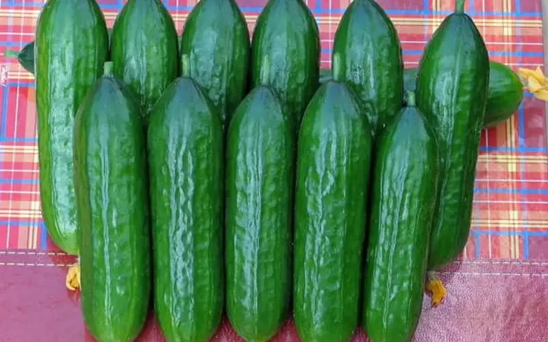 Nên ăn một lượng dưa leo vừa phải, không quá lạm dụng