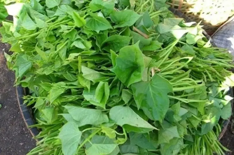 Nhấn mí hoàn toàn ăn được rau lang, để giúp vết thương rút ngắn thời gian phục hồi