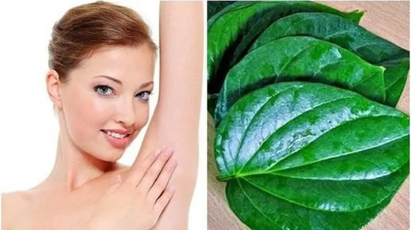 Lá trầu không lành tính nên các mẹ cho con bú có thể sử dụng để trị hôi nách