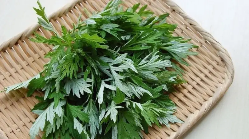 Lá ngải cứu có khả năng ngăn ngừa tác động của vi khuẩn