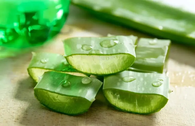 Gel nha đam có thể làm mờ sẹo lồi