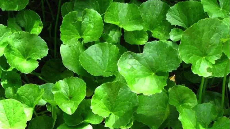 Rau má được nhiều người lựa chọn để làm đầy sẹo lõm