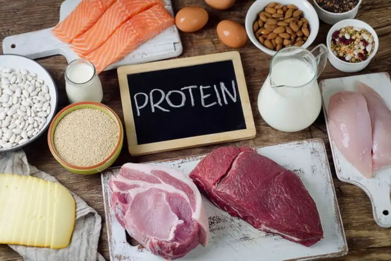 Chất đạm giúp cơ thể sản sinh tế bào mới