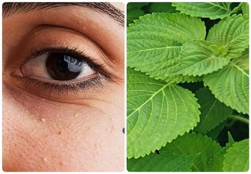 Lá tía tô chứa nhiều dưỡng chất 