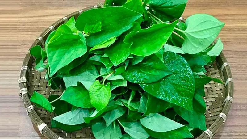 Giã lá diếp cá rồi đắp vào xung quanh mắt có mụn thịt