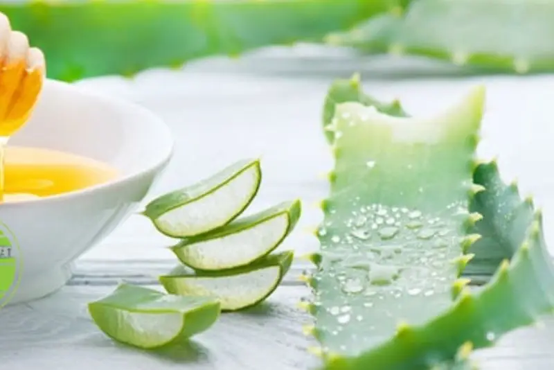 Nha đam có tính mát, kháng viêm và khả năng làm dịu da nhanh chóng, đặc biệt hiệu quả với làn da bị mụn sưng đỏ.