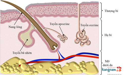 Trị Hôi nách nội soi công nghệ Endo Dry giúp loại bỏ tuyến mồ hôi dứt điểm, nhanh chóng tuyến mồ hôi