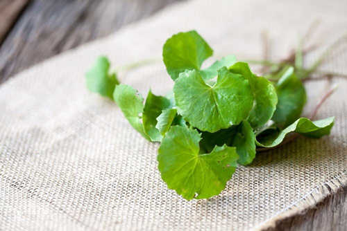 Rau má là bài thuốc dân gian giúp làm mờ sẹo lồi hiệu quả cách làm mờ sẹo