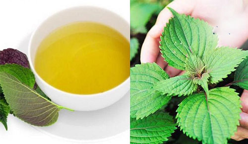 Kết hợp dầu dừa và tía tô vừa giúp chân lông thông thoáng, vừa tạo thành lớp bảo vệ da khỏi vi khuẩn gây mụn. Chữa mụn thịt bằng lá tía tô