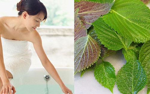 Cách dùng lá tía tô trị mụn thịt bằng tắm được nhiều chị em áp dùng thành công cách dùng lá tía tô trị mụn thịt