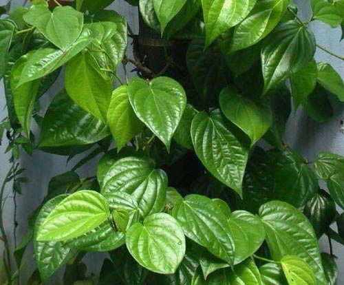 chữa hôi nách bằng lá trầu không 