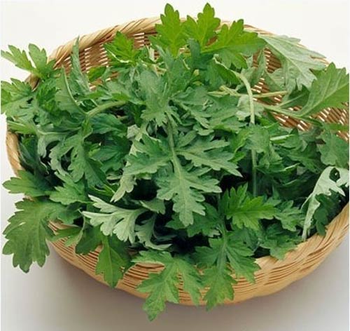 Rau ngải cứu giúp xóa đi các vết sẹo lồi nhanh chóng rau ngải cứu