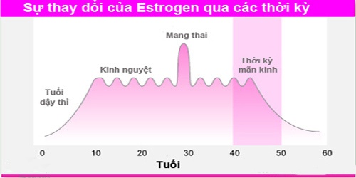 Dậy thì và mang thai là những giai đoạn estrogen có sự biến động mạnh nhất thức ăn giúp tăng vòng 1