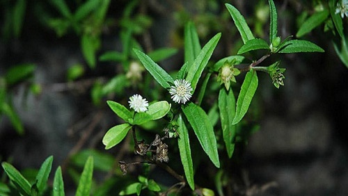 Trường hợp tóc rụng nhiều, đứt gãy và chẻ ngọn, đừng bỏ qua bài thuốc dân gian từ lá nhọ nồi rụng tóc từng mảng ở trẻ em