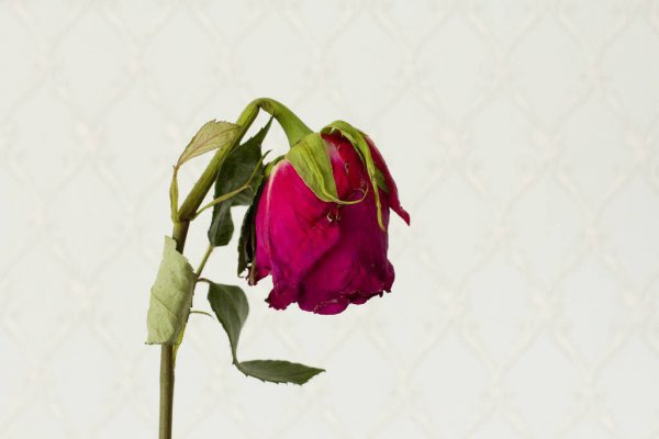 môi bé phì đại có ảnh hưởng gì không