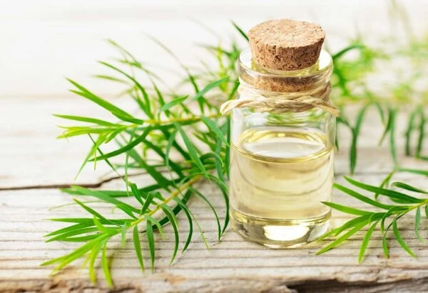 Chữa mụn thịt ở lưng bằng dầu cây trà