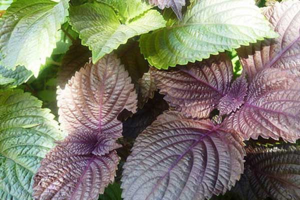 vùng kín hồng hào với lá tía tô