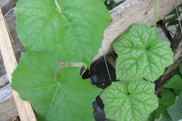 giã lá mướp non