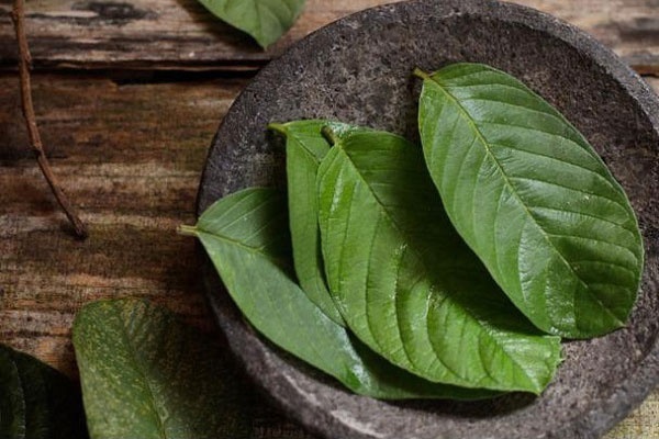 lá ổi giúp sạch mụn da đầu