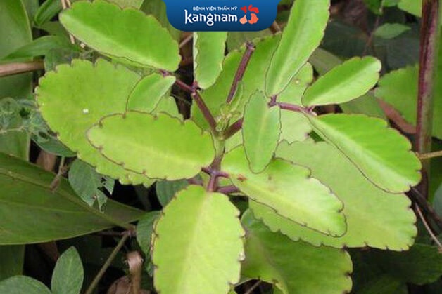 Lá cây bỏng có khả năng điều trị tốt