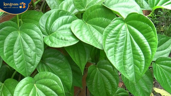 Tẩy lông với lá trầu là phương thức an toàn và dễ thực hiện