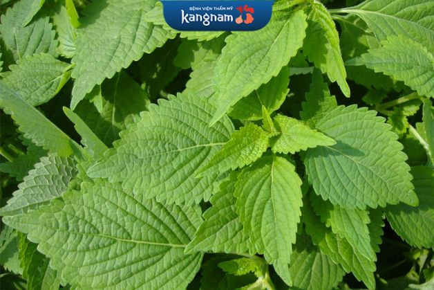 Rau kinh giới có tính kháng viêm, kháng khuẩn và kháng nấm