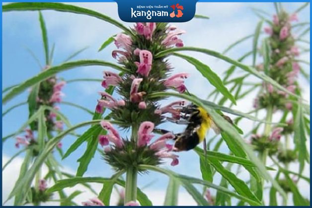 Điều trị bằng ích mẫu