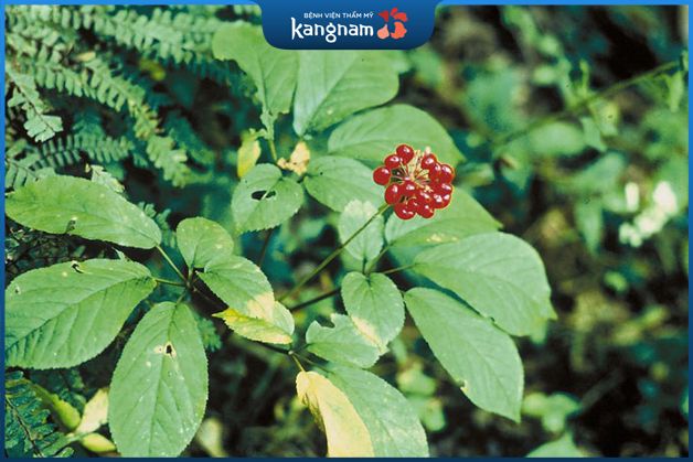 Lá tam thất điều trị nám da mặt