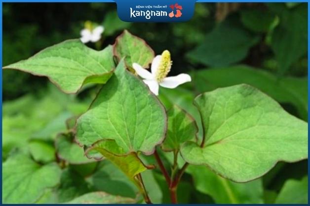 Cách điều trị mụn bọc có mủ với rau diếp cá