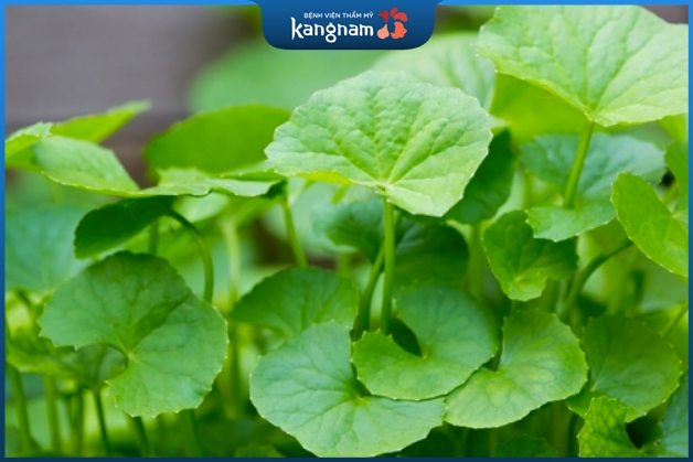 Chữa trị bỏng bô xe máy bằng rau má