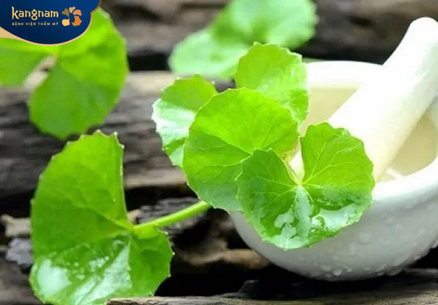 Rau má là nguyên liệu tự nhiên được sử dụng để trị sẹo lồi