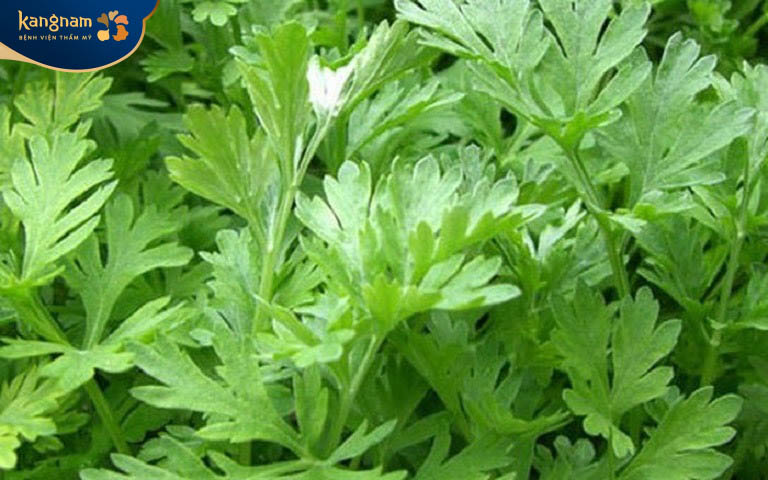 Ngải cứu một loại "kháng sinh" có công dụng khử khuẩn, kháng viêm