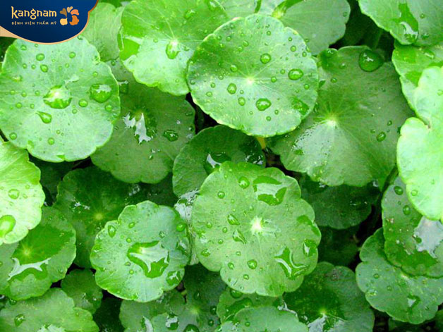 Rau má ngay trong vườn nhà có thể điều trị sẹo mới hình thành rất tốt 