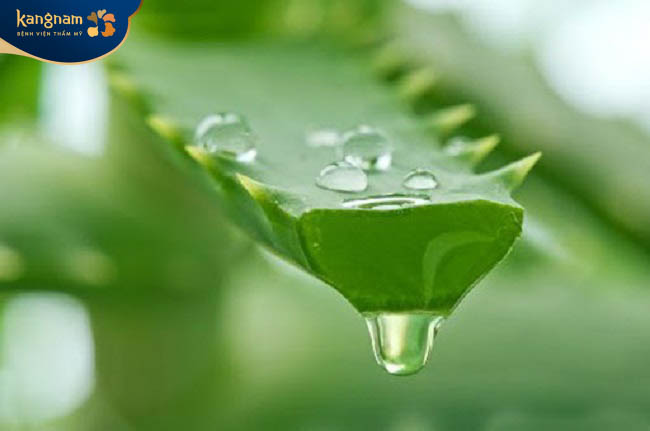 Nha đam là cách trị sẹo lõm an toàn, lành tính