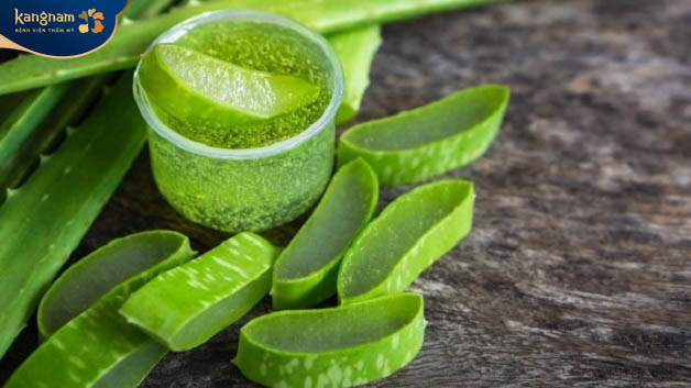 Trị sẹo rỗ bằng gel lô hội