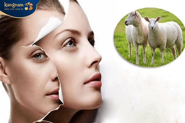 nhau thai cừu giàu collagen và elastin