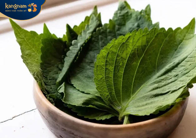 trị nám gò má bằng lá tía tô