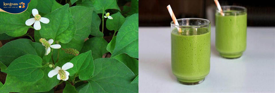 Đánh bay mụn thịt bằng rau diếp cá