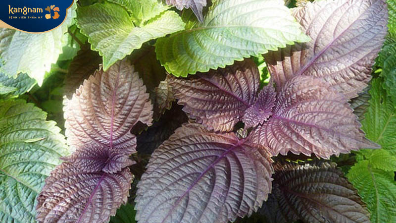 Lá tía tô trị mụn hiệu quả