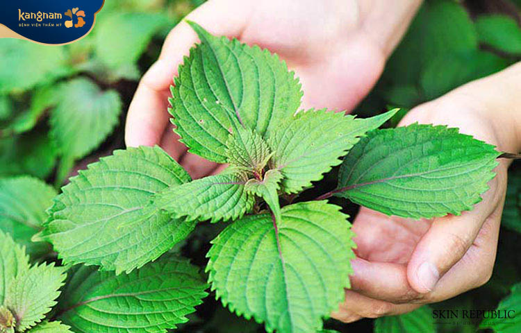 Sử dụng lá tía tô trị mụn an toàn