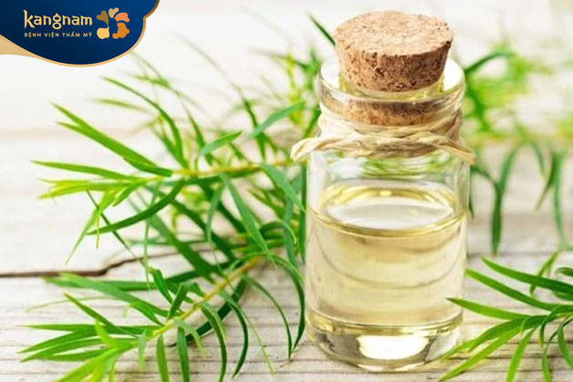 Dầu cây trà trị mụn đầu đen hiệu quả